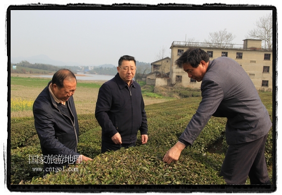 婺源縣茶業(yè)局積極組織茶技人員到中云、鎮(zhèn)頭、清華、思口等重點產(chǎn)茶鄉(xiāng)鎮(zhèn)，深入茶園地塊、名優(yōu)茶加工廠開展技術(shù)服務。